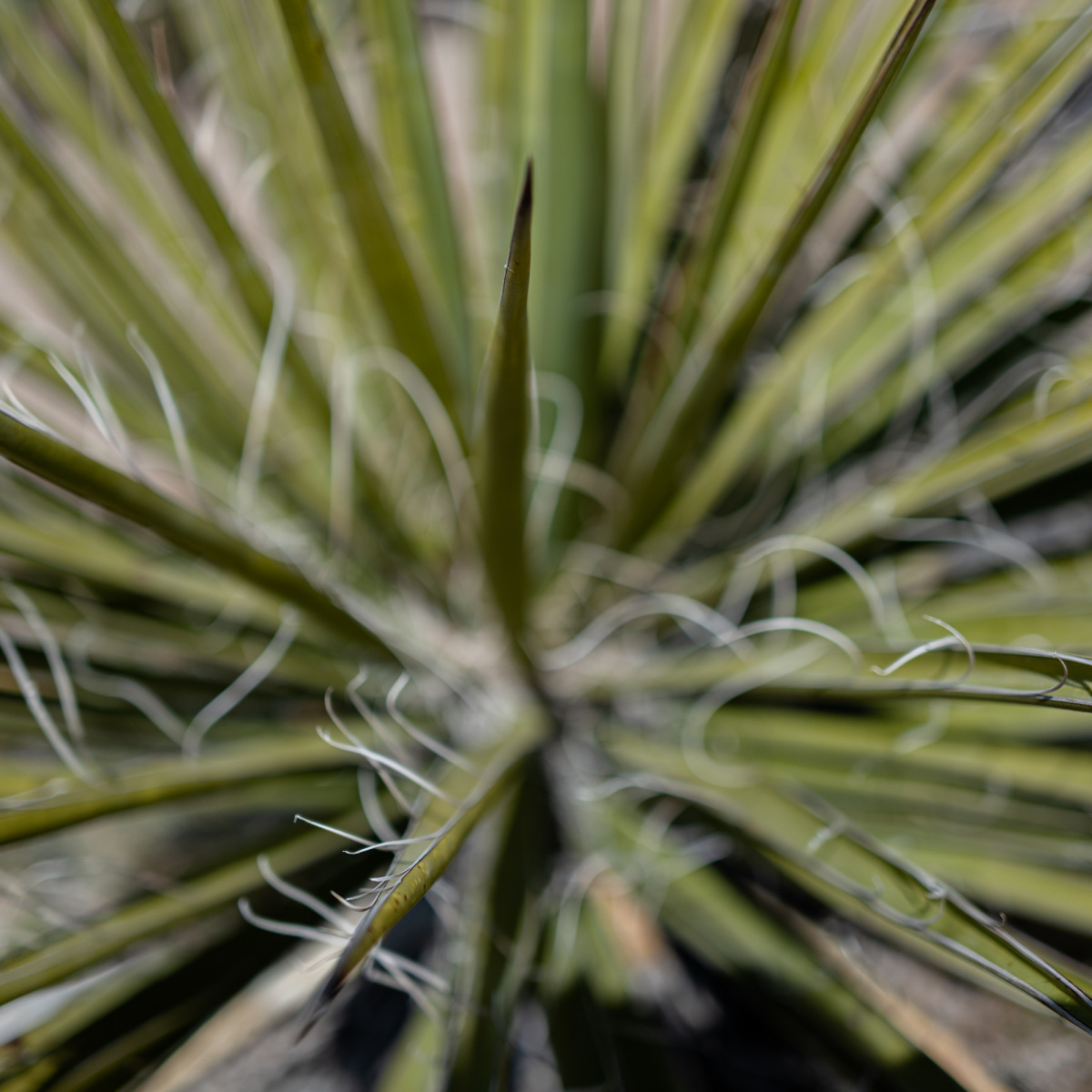 Aloe spirals. Mount San Jacinto, Palm Springs, California, 2023.