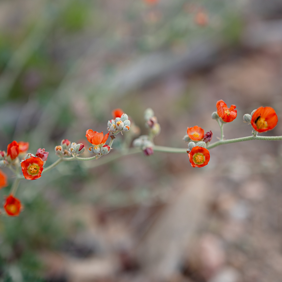 Trailside wildflowers. Joshua Tree National Park, California, 2023