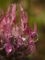 Wet Clover