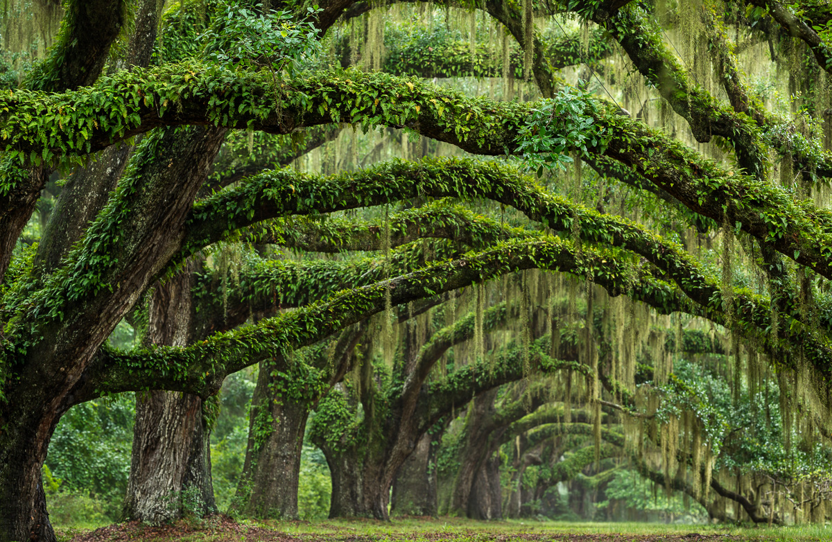 live-oak-alley