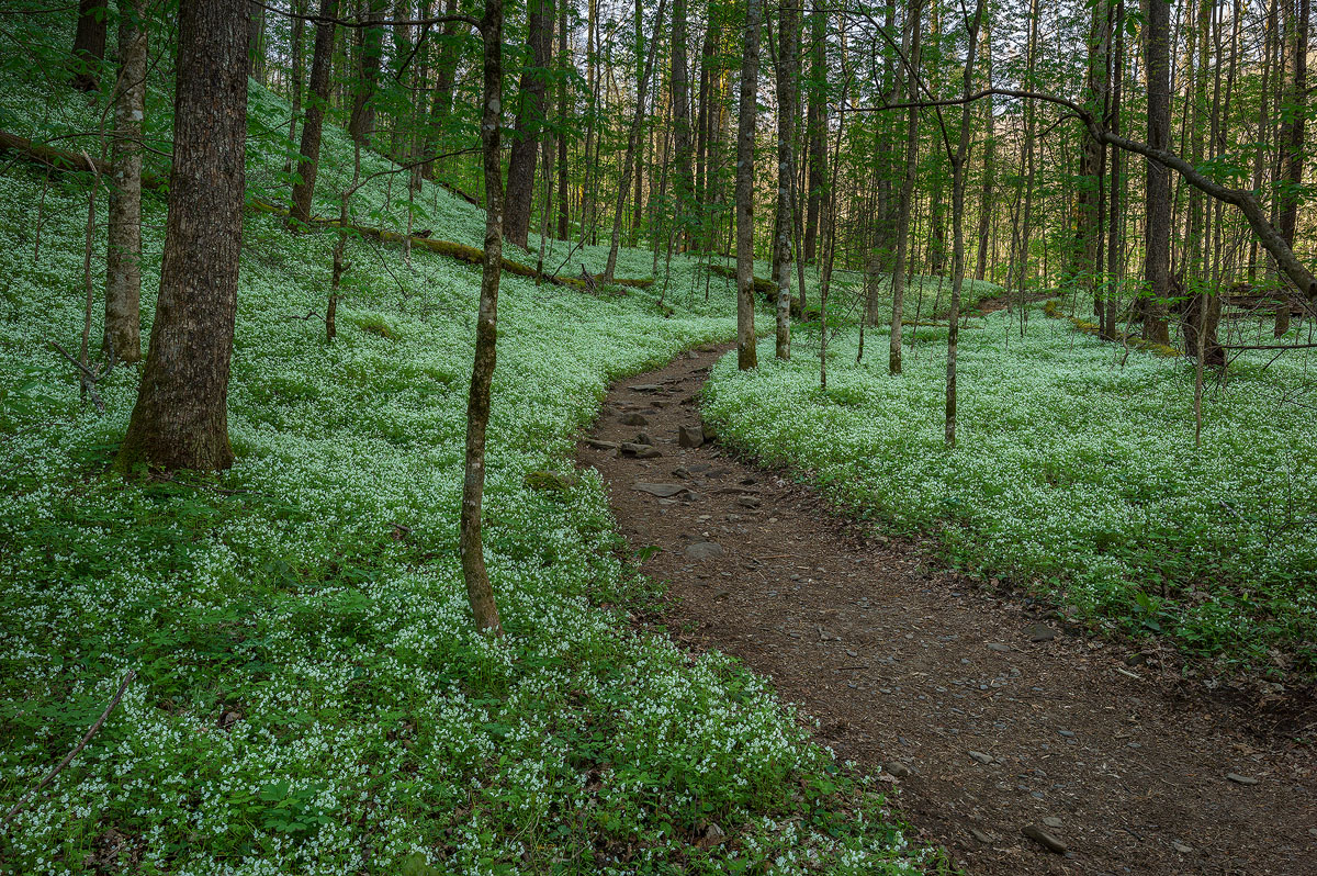 porters-creek-great-smoky-mountains