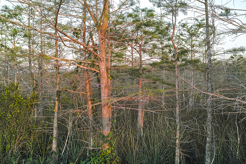 d9134-dwarf-cypresses-at-dawn