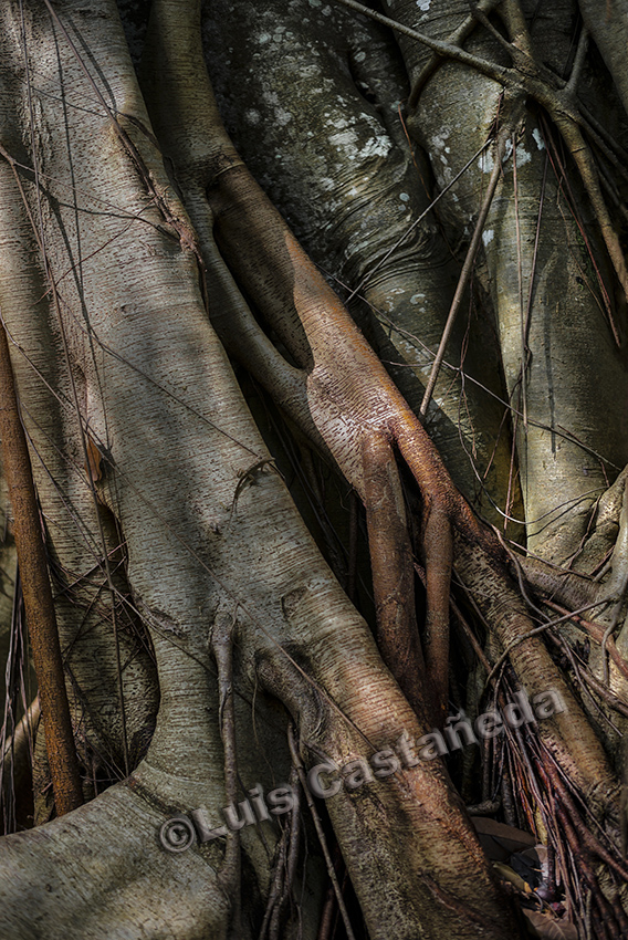 d10246-tree-trunks-and-roots