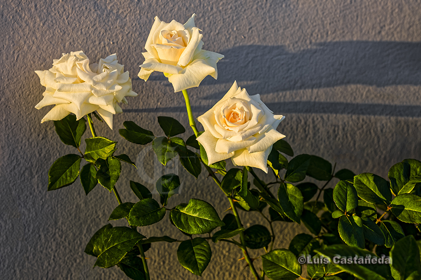 white-roses